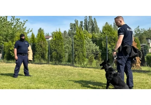 Nowy funkcjonariusz na czterech łapach. Zoja zasiliła słupską policję
