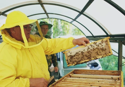 Apiterapia oparta na faktach. WUM i PTApi chcą oddzielić naukę od mitów