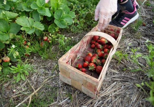 Rolnik zaprasza na samozbiory. Nie wszyscy są zadowoleni. 