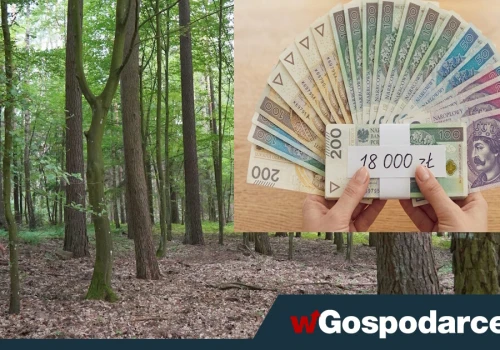 Państwo rozdaje. 18 tys. zł dopłaty na 1ha lasu