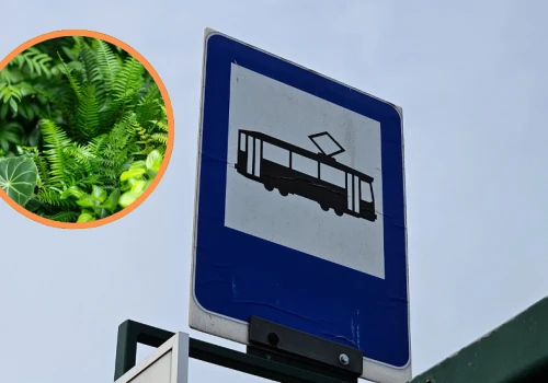 Łódź zadba o zielone przystanki. Ruszają prace pielęgnacyjne w całym mieście