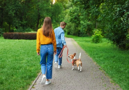 Osiem słów, na które psy reagują natychmiast. Drugie jest bardzo nietypowe