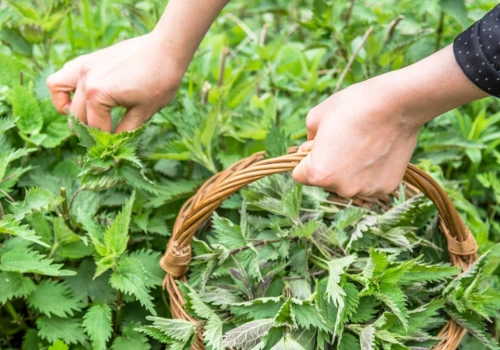 Traktujemy ją jak chwast, a to naturalna tarcza odporności. Wraca do łask