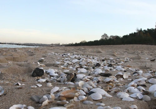 Gdzie zbierać muszle nad Bałtykiem? Polskie plaże pełne skarbów