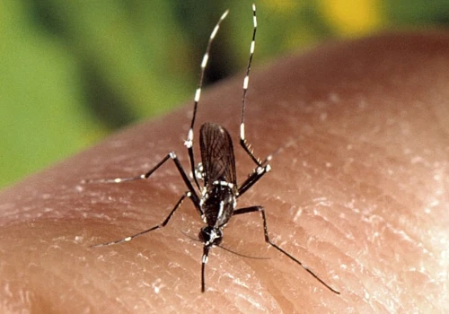 Tropikalne choroby w Polsce są nieuchronne. Chikungunya do nas dotrze