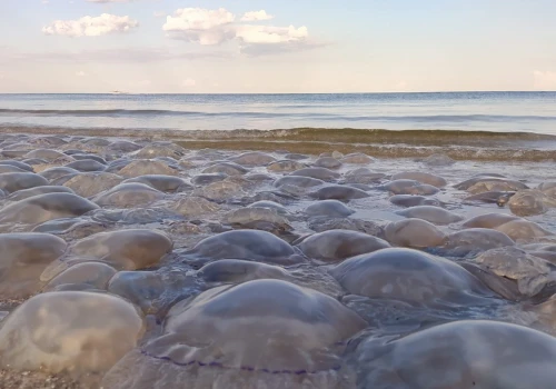 Te meduzy w Bałtyku mogą dotkliwie poparzyć. Lepiej uważać na plaży
