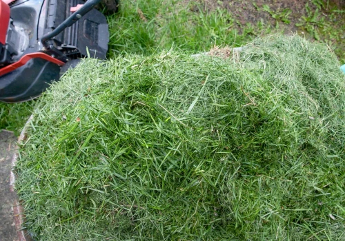 Gdzie wyrzucić skoszoną trawę? Nie marnuj i wykorzystaj w ogrodzie. To 