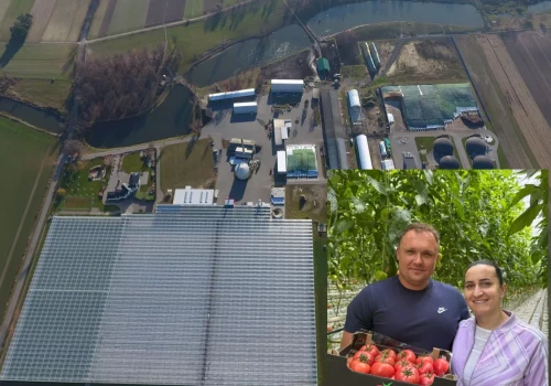 Zaczynali od tuneli foliowych. Dziś wysyłają nawet 30 tirów pomidorów tygodniowo