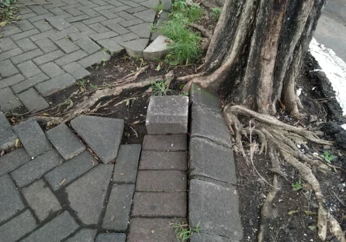 Mogą uszkodzić fundamenty i kanalizację. Sprawdź, zanim posadzisz je przy domu