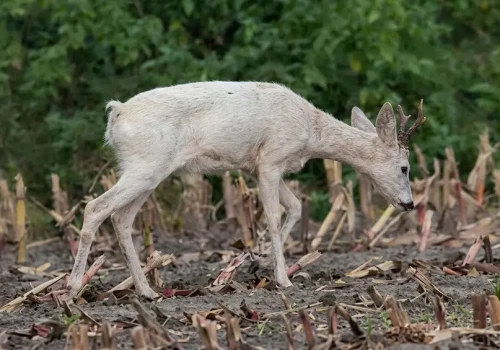 Niezwykły widok pod Ostrowem. Na polu zauważono białą sarnę