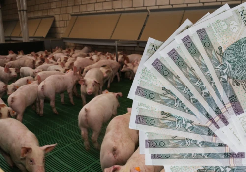 Tani surowiec do paszy nie zawsze daje oszczędność. Tu łatwo o błąd