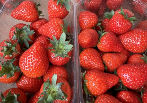 Ceny truskawek 2026. Bronisze czy grupy producentów? Gdzie plantatorzy zarabiają więcej?