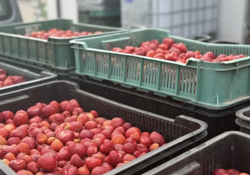 Ceny truskawek 2026: Plantatorzy ujawniają stawki na skupach. Nawet 6,30 zł za kilogram