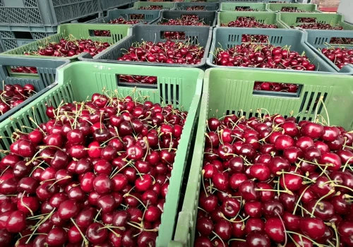 Ceny na Broniszach idą w górę. Truskawki i czereśnie pod presją pogody