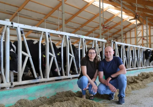 Nie kupili ani jednej krowy. Dziś doją 280 sztuk i sprzedają mleko do Danone