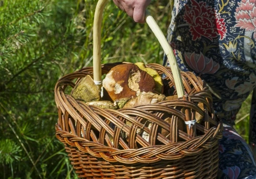 Mnóstwo grzybów w lasach pod Trójmiastem. Tu jeżdżą doświadczeni grzybiarze