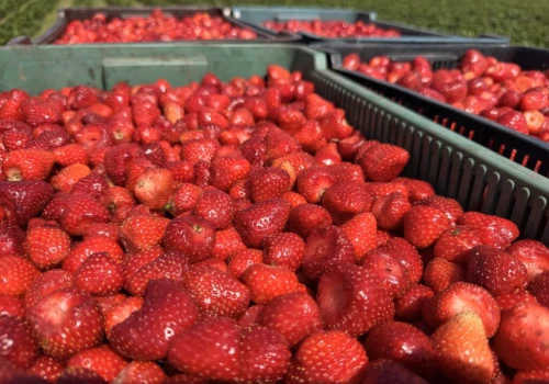 Ceny truskawek na skupach rosną. Wyższe stawki za owoce na mrożenie