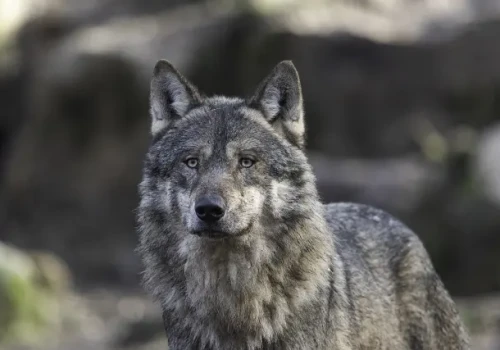 Wilki blisko ludzi. Gmina Gietrzwałd apeluje o ostrożność