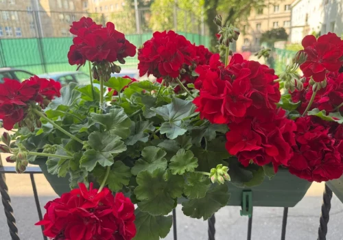 Sąsiedzi leją to pod pelargonie. Sprawdziłam, czy naprawdę przedłuża kwitnienie aż do listopada