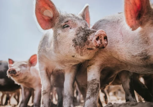 Przepaść cenowa na rynku. W Niemczech 6,44 zł/kg, a w kraju 5,74 zł/kg za tucznika w klasie E