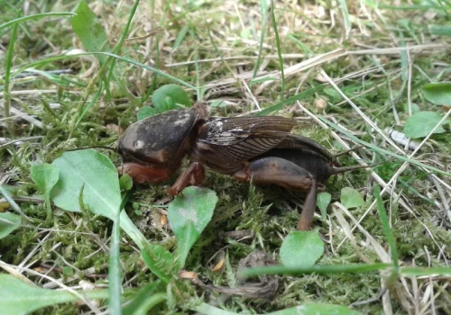 Jeśli pomidory nagle więdną, wykop mały dołek obok rośliny. Winowajca siedzi pod ziemią