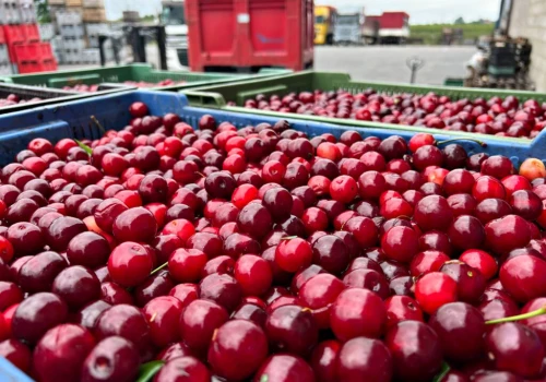 Piotr Pasik ujawnia realne ceny wiśni. 6,00 zł/kg za mrożenie i 4,50 zł/kg na koncentrat!
