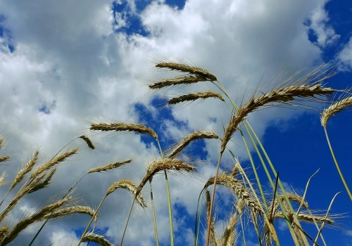 Raport USDA może wywołać trzęsienie na rynku zbóż. Rolnicy czekają na nowe ceny