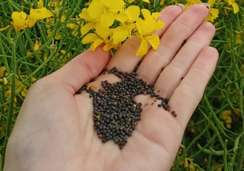 Rolnicy mają więcej czasu. Wnioski o dopłaty do materiału siewnego wydłużone