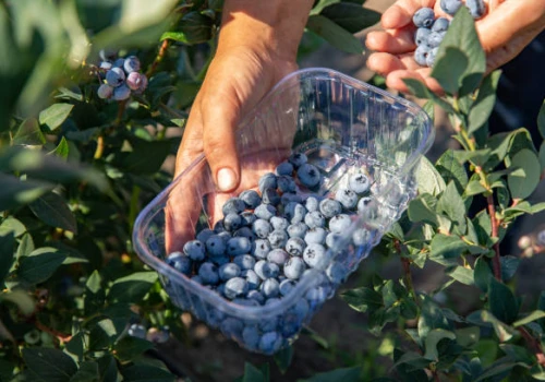 Rozpoczęły się zbiory borówki amerykańskiej. Plantatorzy ujawniają stawki za zbiór