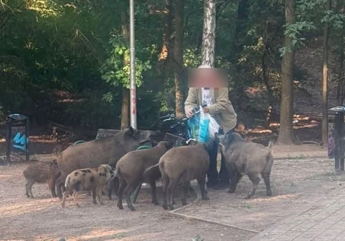Mimo wielu apeli wciąż dokarmiają dziki. "Realne zagrożenie dla mieszkańców"