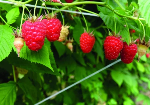 Ochrona jagodowych: substancji chemicznych ubywa, szansą biologia?