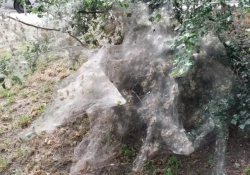 Krzew jak z horroru. Ludzie zatrzymują się i robią zdjęcia
