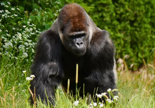 Rzucali jedzeniem w goryla. Warszawskie ZOO apeluje do odwiedzających. Skandaliczne zachowanie, które mogło skończyć się tragicznie dla zwierząt