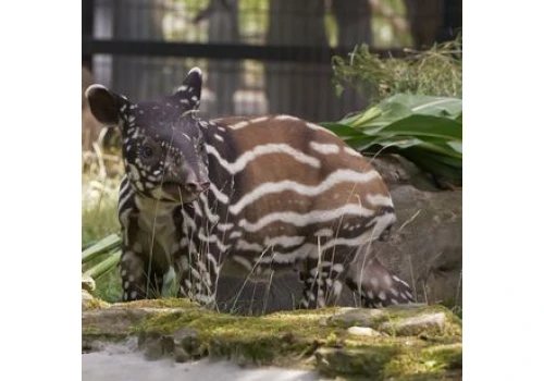 Pierwszy tapir malajski w Polsce. Trudno oderwać wzrok od tego malucha