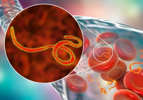 WHO: Obecna epidemia Eboli rozwija się najszybciej w historii