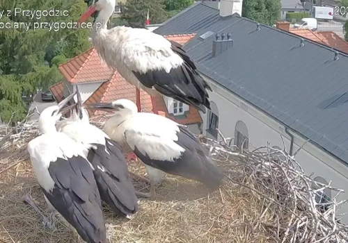 Zaobrączkowane i gotowe do wielkiej przygody. Wymyśl im imiona