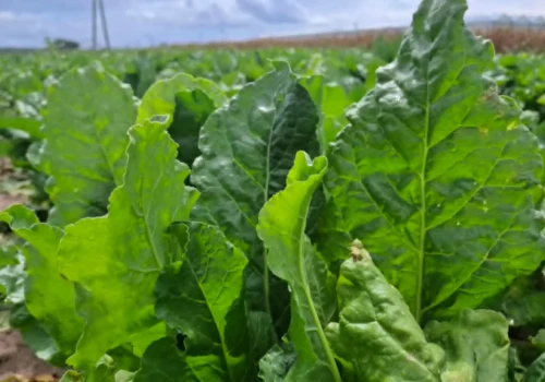 Nowy komunikat dla plantatorów buraka