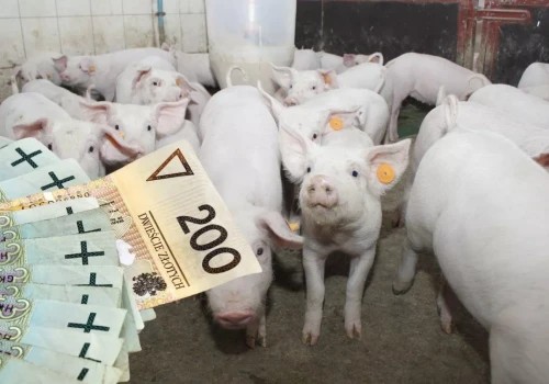 Ceny prosiąt runęły. W tydzień spadły o prawie 30 zł
