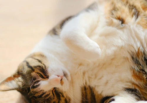 Ile waży twój kot na "ludzkie kilogramy"? Wynik może zaskoczyć