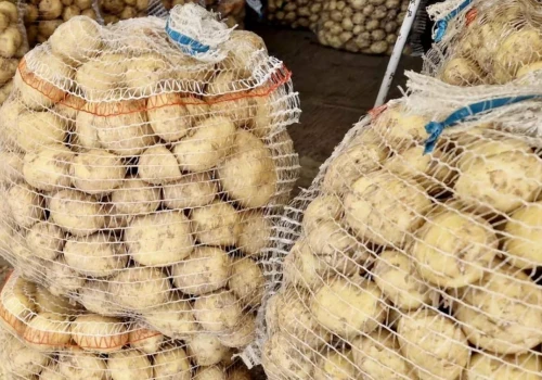 Egipt na czele importu ziemniaków na Ukrainę. Polska była liderem rok wcześniej