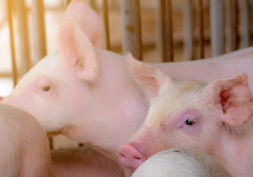 Choroby świń wywoływane przez pałeczki Salmonella