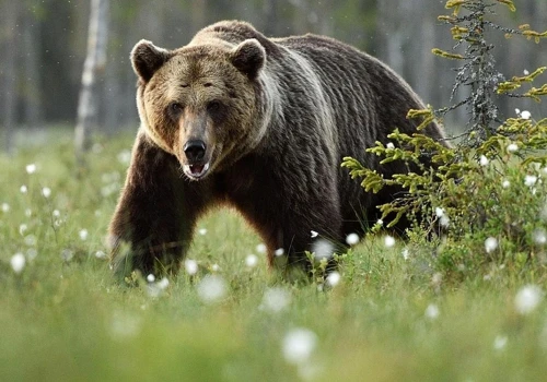 Bieszczadzki biznes cierpi przez strach przed wilkami i niedźwiedziami. Będą państwowe odszkodowania?