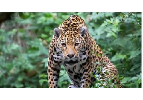 Jaguar ruszył przed siebie. Pokonał 2122 km