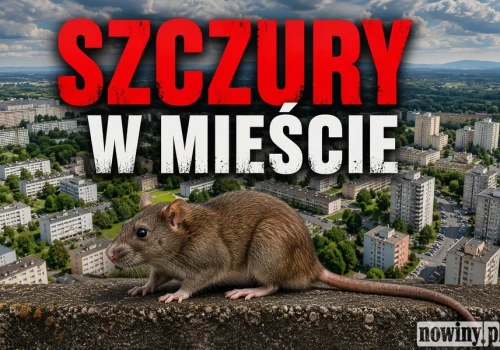 Szczury problemem wielu osiedli…