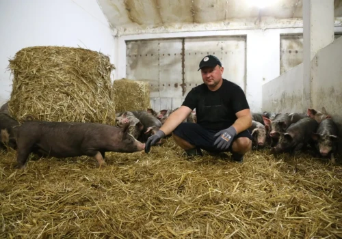 80 macior, około 700 tuczników rocznie. Postawił na świnie puławskie