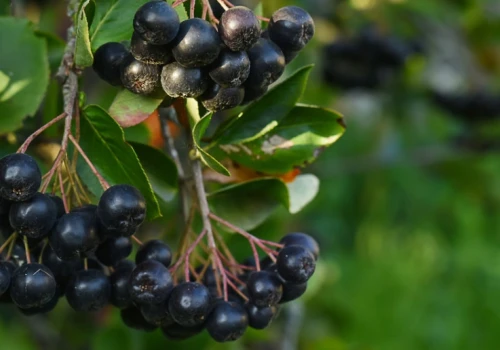 Zbiory aronii ruszyły wcześniej. Na jakie ceny liczą plantatorzy?
