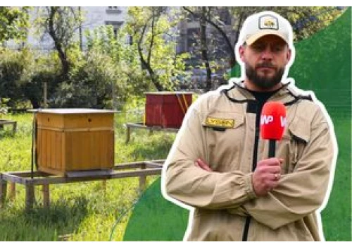 Kupujesz tylko wiejski miód? Pszczelarz mówi prawdę o ulach w miastach
