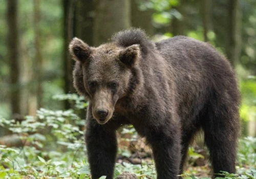 Kierowca potrącił niedźwiedzia pod Tatrami. To kolejny przypadek
