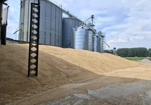 Ceny pszenicy i rzepaku w skupach spadają. Gdzie płacą najwięcej?