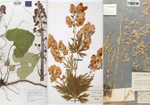 Botanicy mrożą i prasują. Co kryją zielniki i po co nam kolektomika